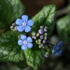 brunnera jack frost - abriachan nurseries